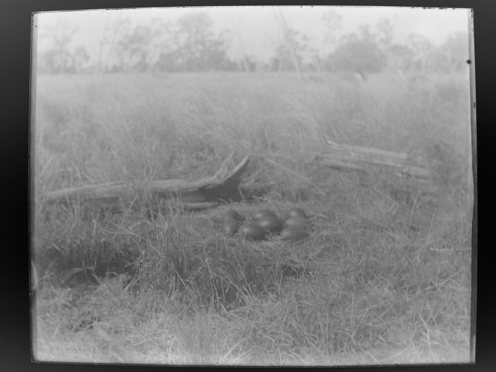 Nest with Emu eggs