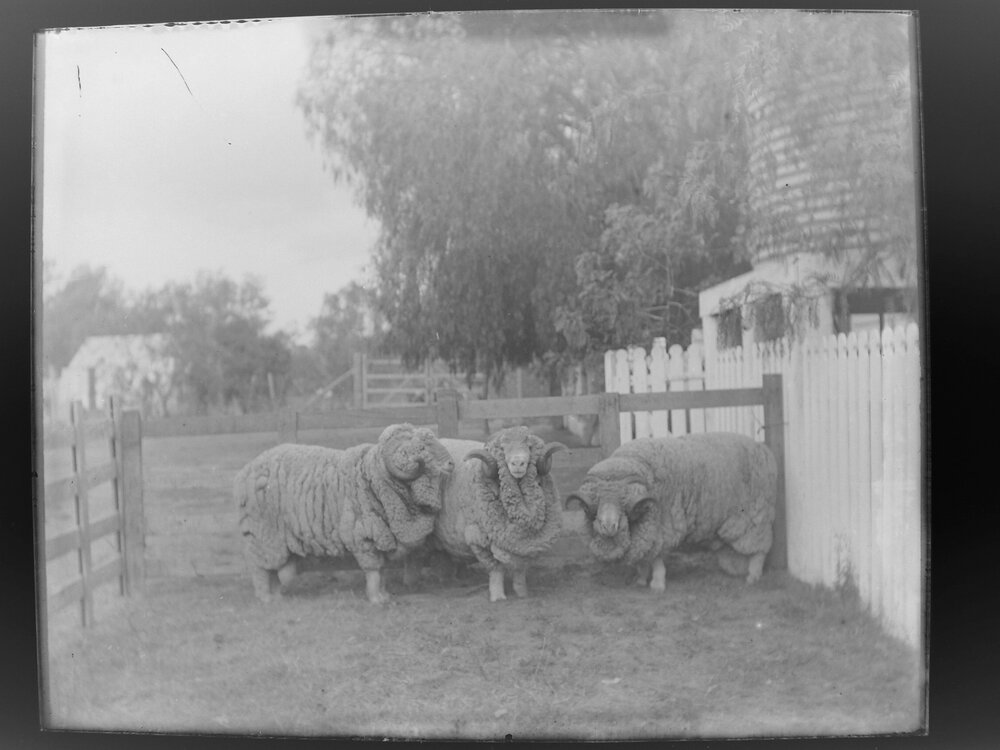 Three sheep