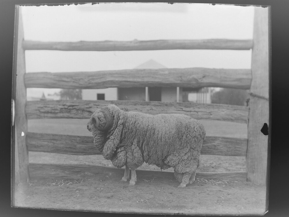 Stud ram, 181