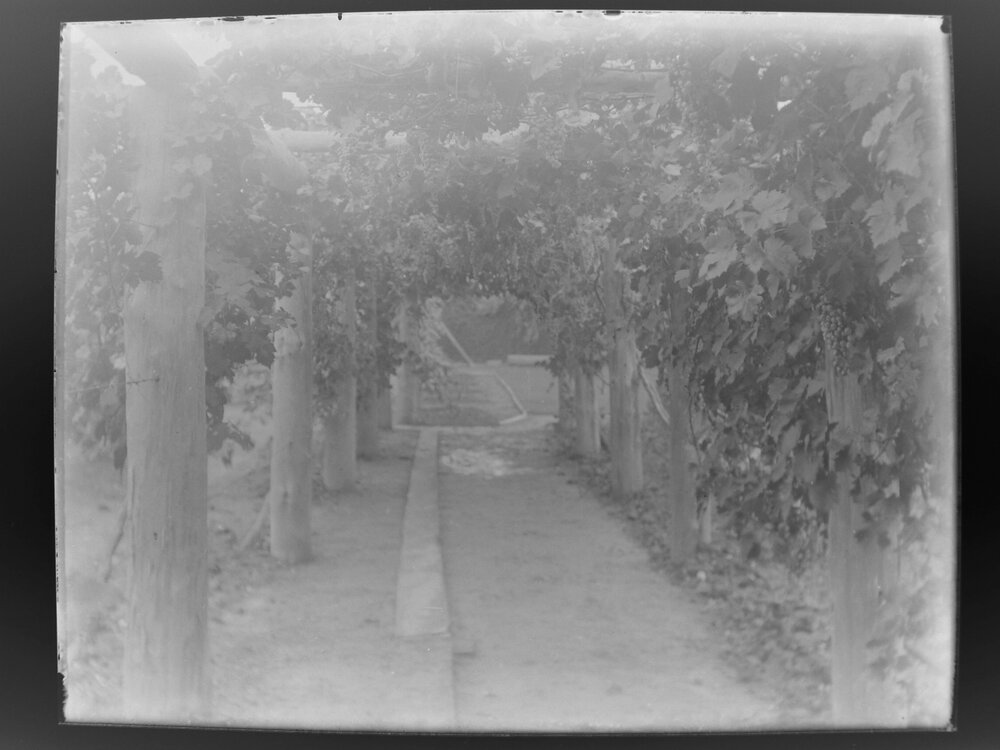 Grapevines on trellis at [Welltown]