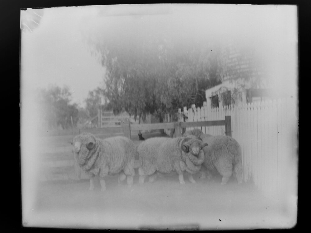 Stud Rams 3. 266, 186