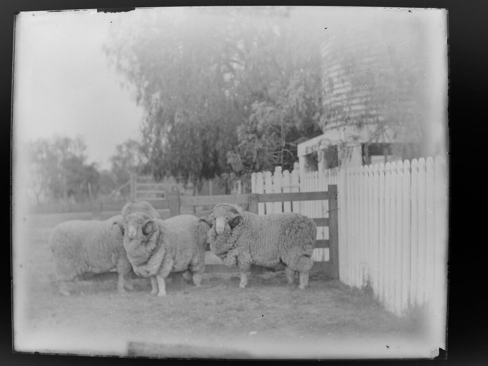 Stud Rams 278, 284, 189 