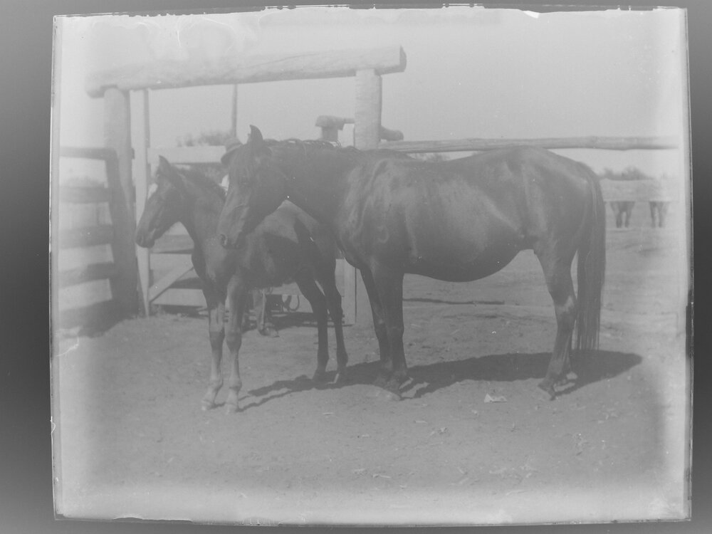 Horse and foal