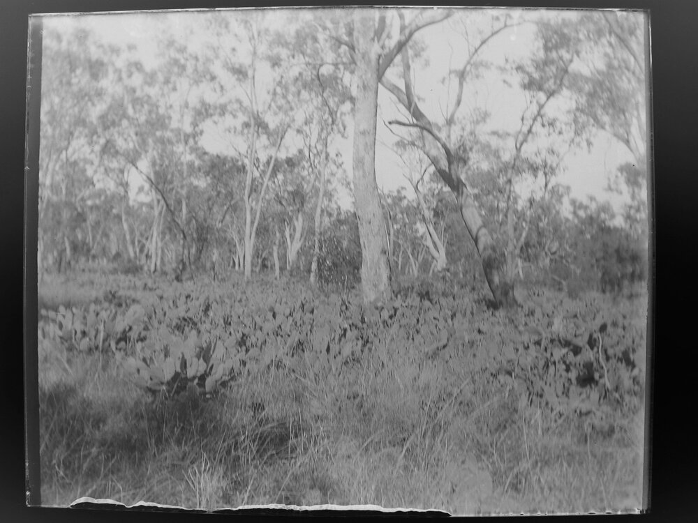 Bushland with prickly pears, 1906