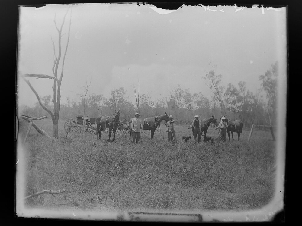Four men, four horses, two wagons, two dogs in the bushland, 1905