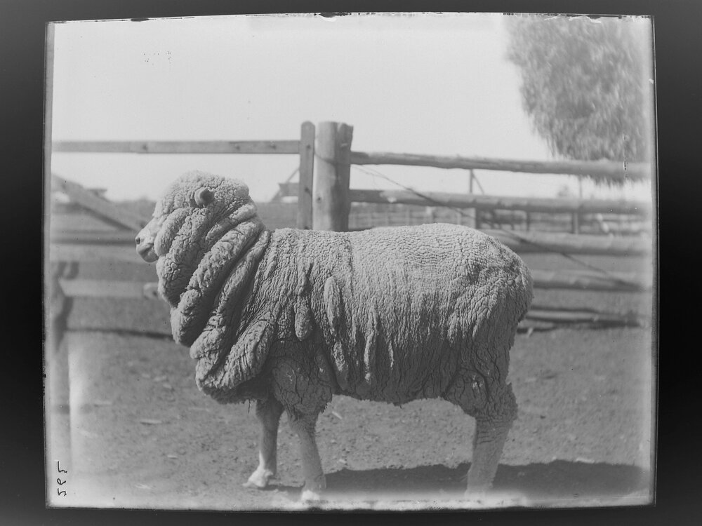 Special Stud, 262 Spt 1906 [A sheep]