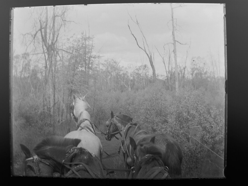 View from horse-drawn carriage crossing Morris Range [?] track, 30 October 1906