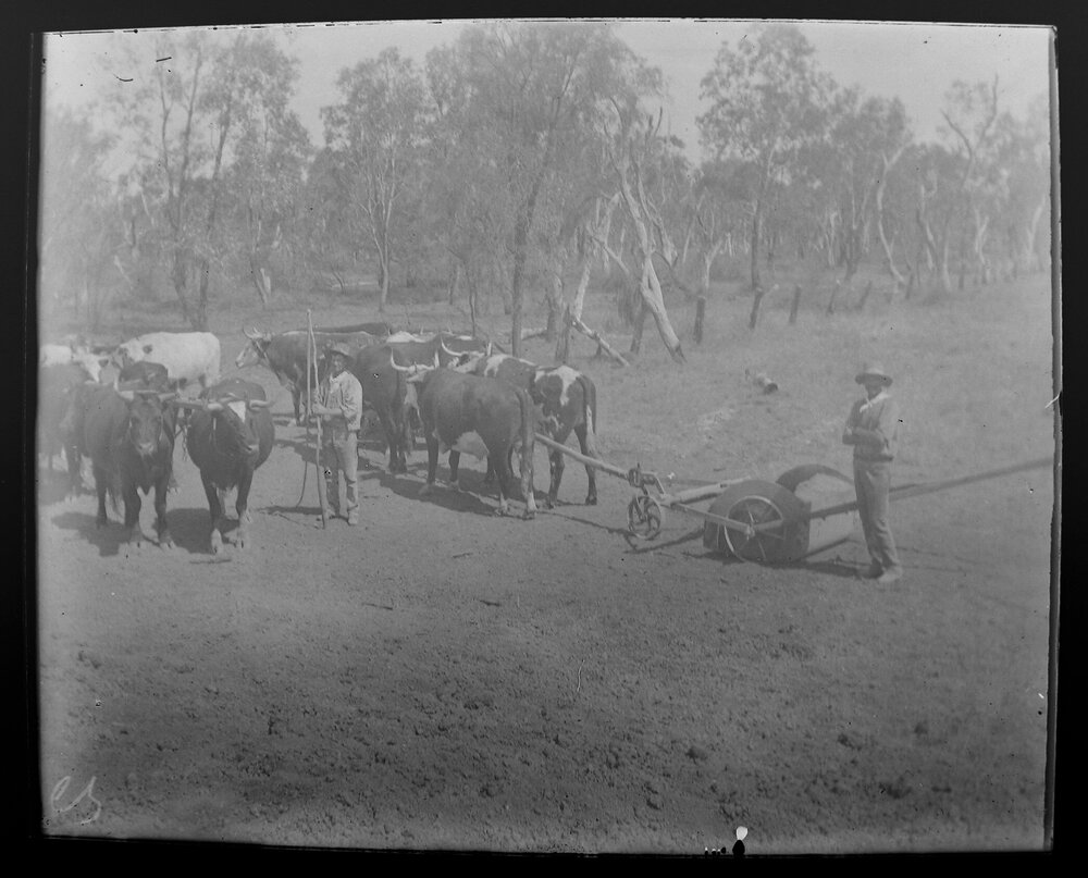 Bullock team ploughing a field