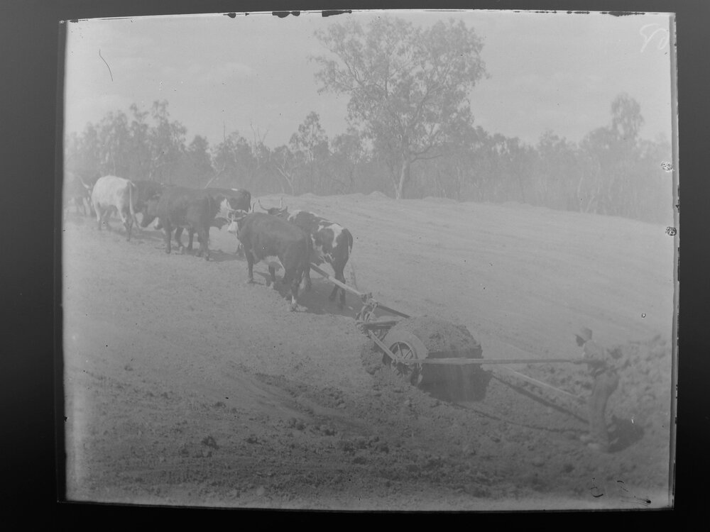 Bullock team ploughing uphill