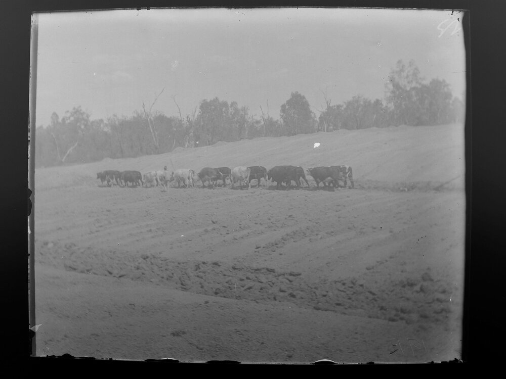 Bullock team ploughing fields