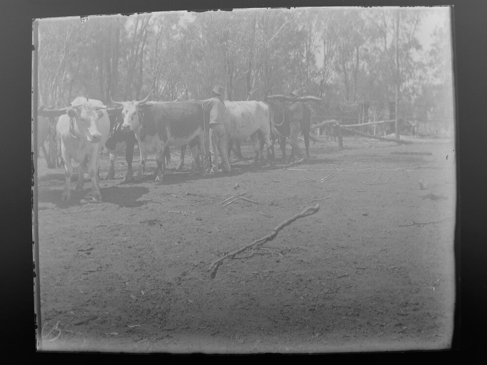 Harnesses being removed from bullocks