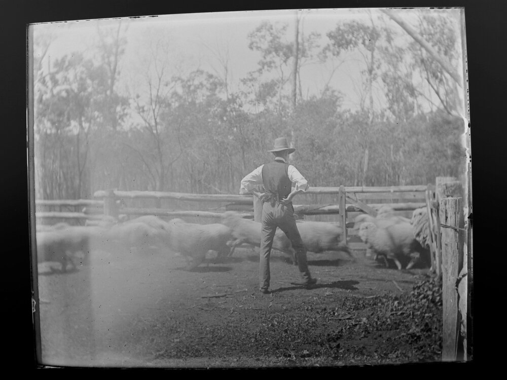 Man with sheep running in the yards, 1906 
