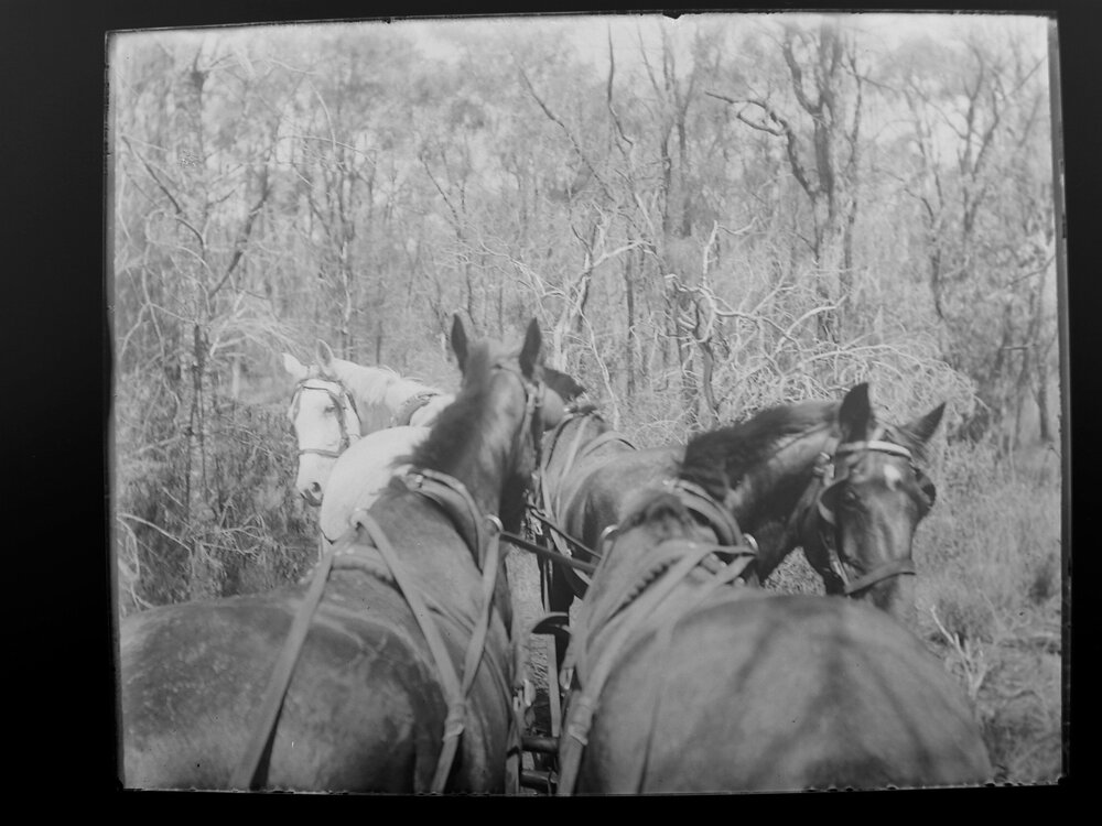 On the road to Welltown, view from horse-drawn carriage through bushland