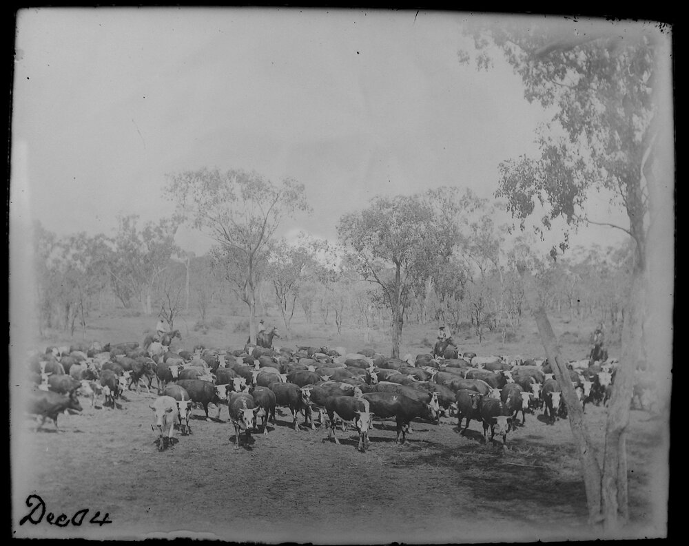 Men on horseback, droving up a mob of cattle, 1904