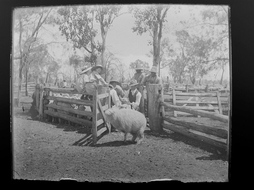 Inspecting sheep in the yards