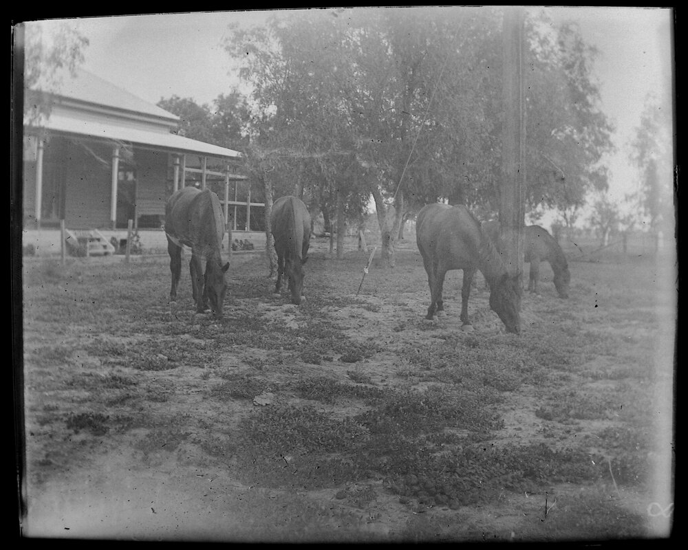 Four horses grazing. Xmas 1919
