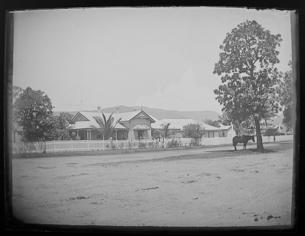Horse standing under tree outside a Court House