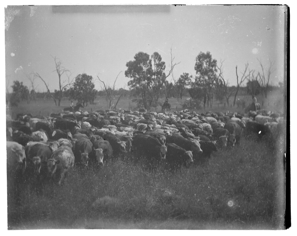 Mustering a herd of cows