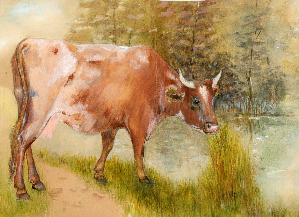 Painting of a cow by Fred Voisey