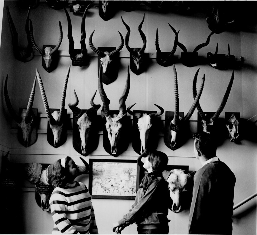 Students admiring the 'Antlers Collection' at the bottom of the eastern stairway