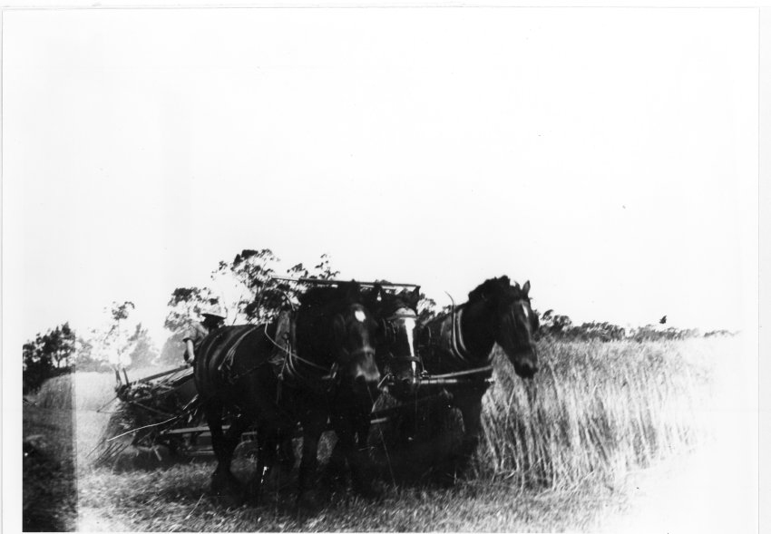 Harvesting oats for hay, 'Rockdale', Dumaresq, using horse-drawn reaper and binder