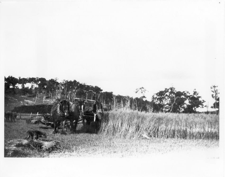 Stan Ferris cutting a crop of oats at 'Rockdale', Dumaresq, using horse-drawn reaper and binder