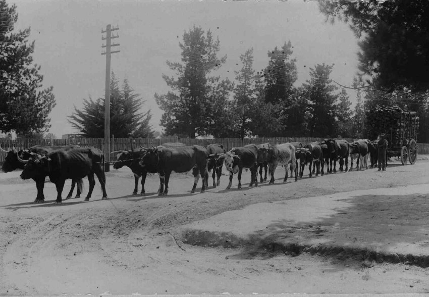 Bullock team, [Hillgrove]