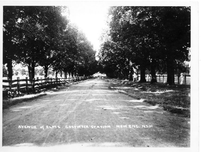 Avenue of elm trees on Gostwyck Station, New England, NSW