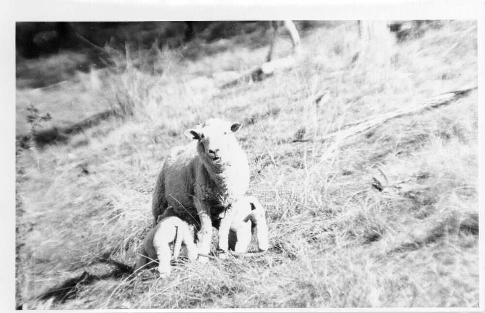Ewe with lambs