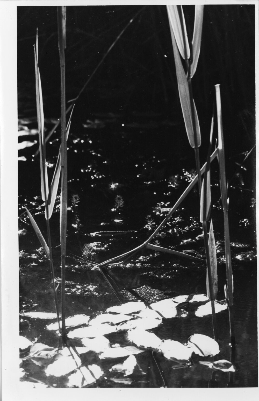 Water lilies