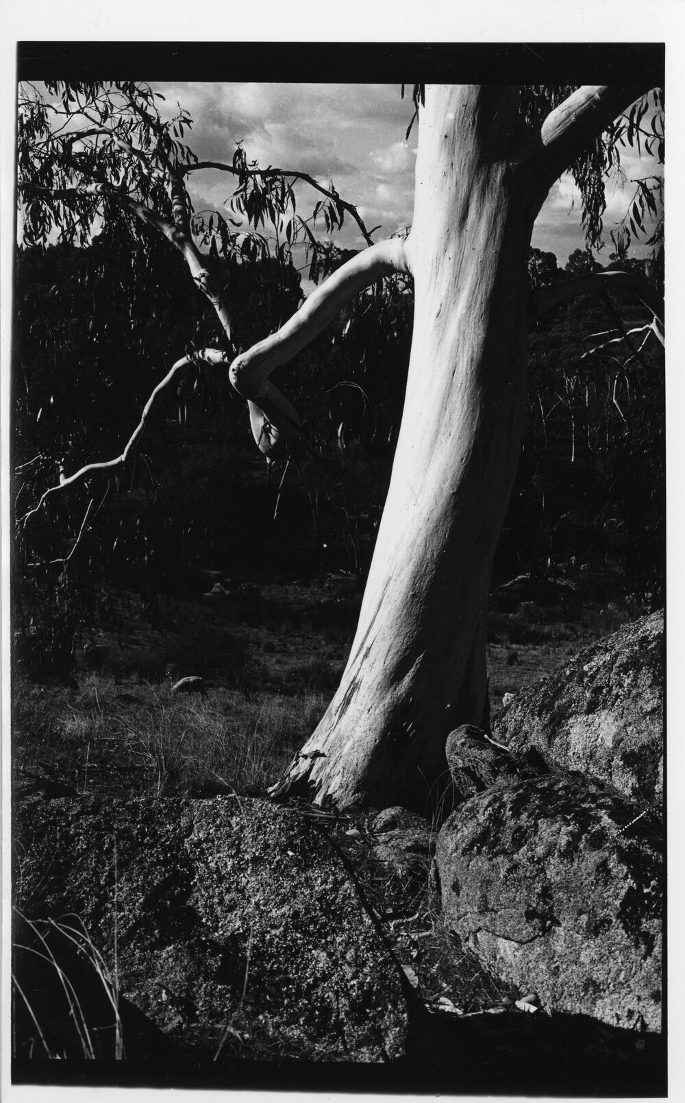 Gum tree