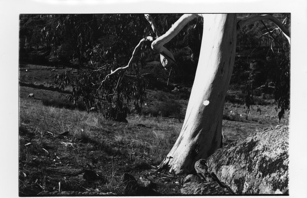 Gum tree