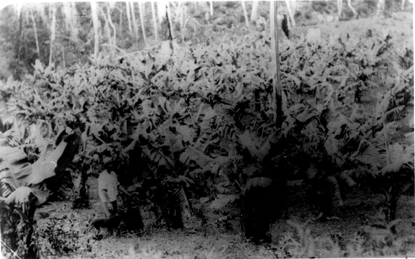Banana plantation