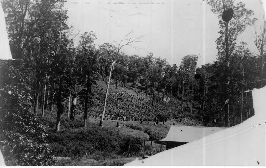 Banana plantation