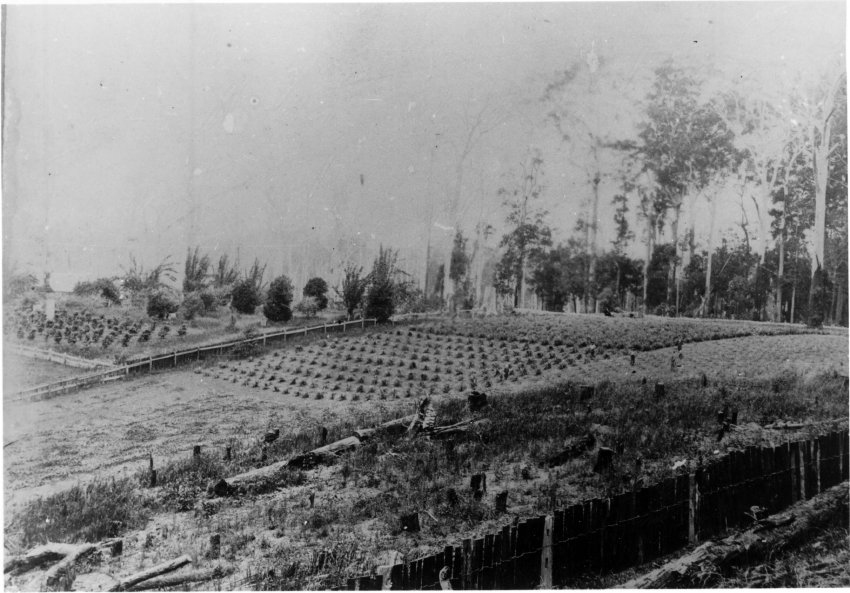 Banana plantation