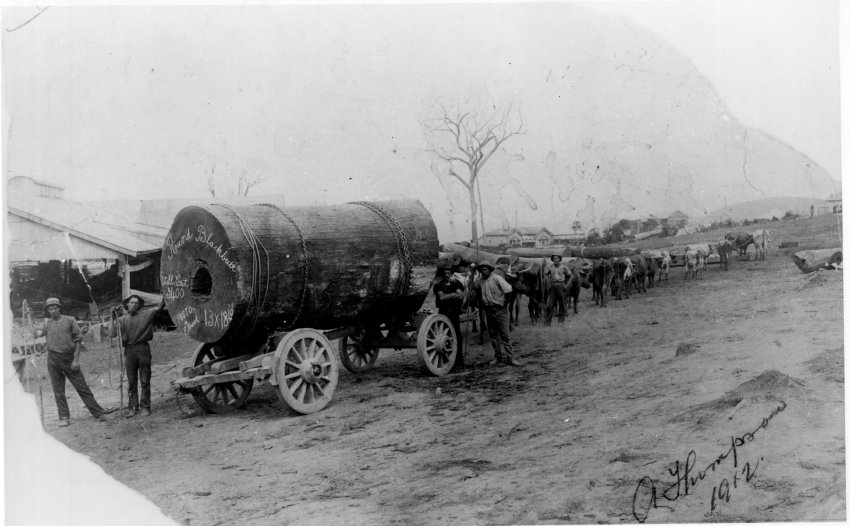 Bullock teams transporting a blackbutt log. Image endorsed 'A Thompson 1912'