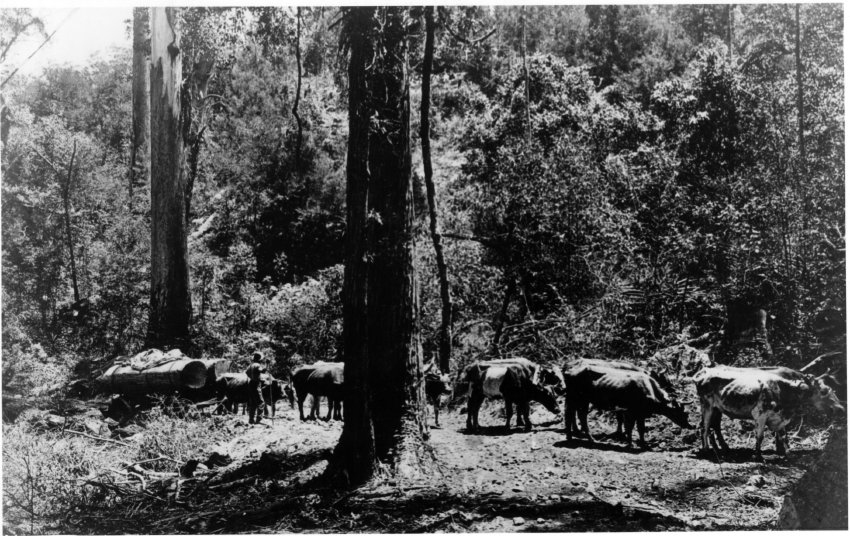 Bullock teams hauling logs from forest