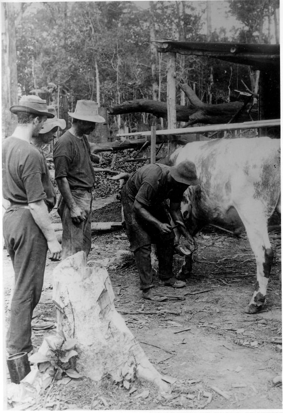 Blacksmith shoeing a Bullock