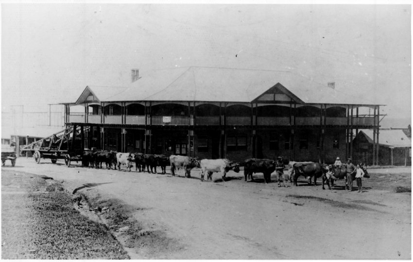 Bullock team [Appears to be in front of Pier Hotel Coffs Harbour]