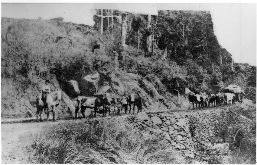 Bullock team on road