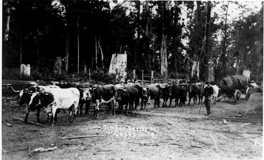 Bullock teams