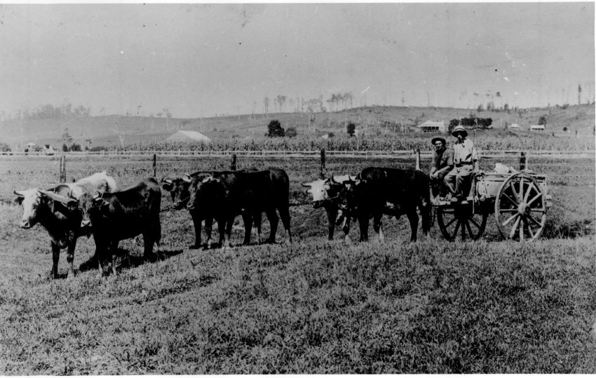 Bullock team - three pairs hauling a two wheeled cart