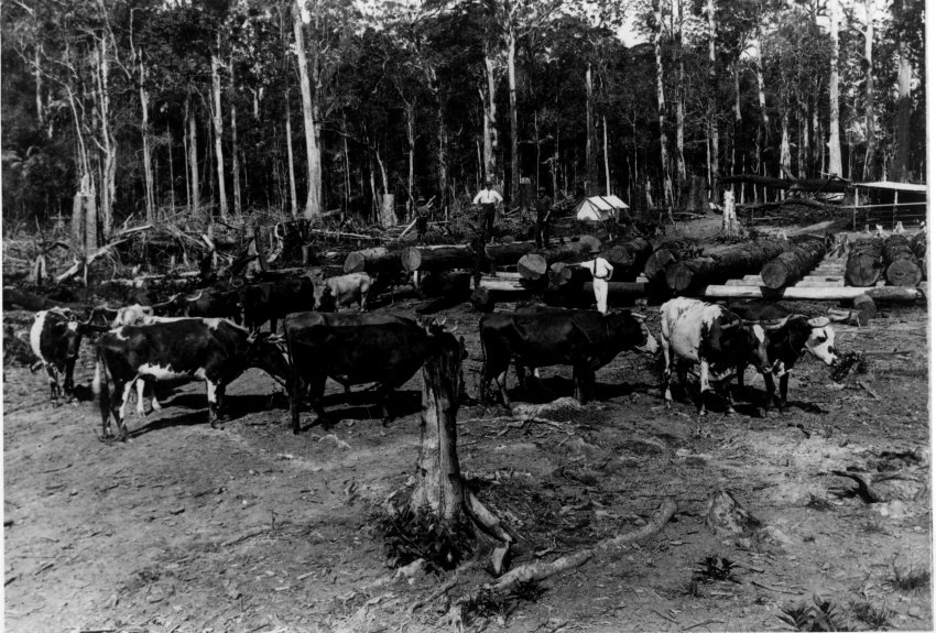 Bullock teams