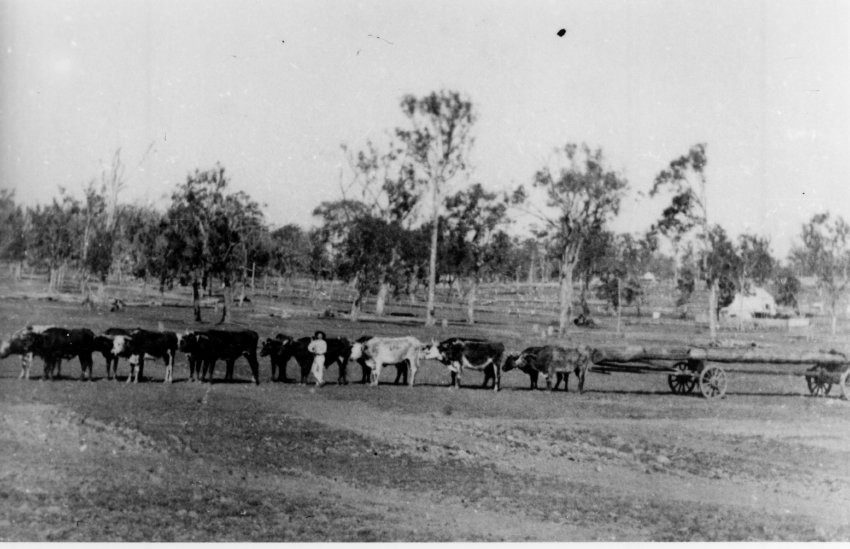 Bullock teams