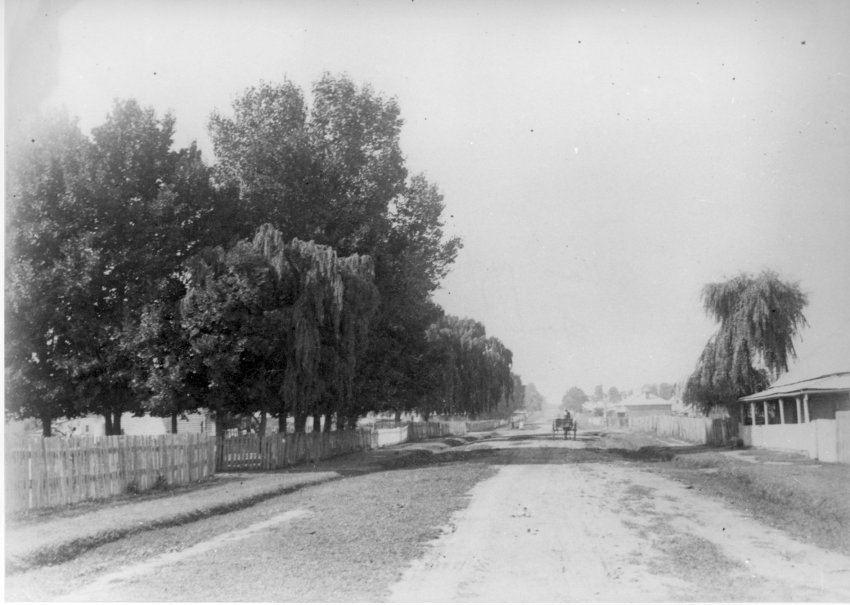 Willows and "oak" trees, Rusden Street, Armidale, NSW 
