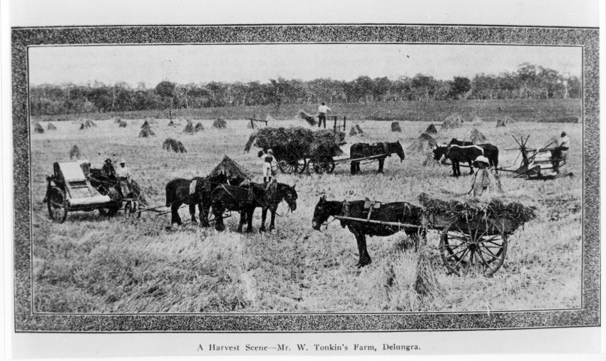 "Twixt Tablelands and Plains", c. 1917. A Harvest Scene - Mr. W. Tonkin's Farm, Delungra