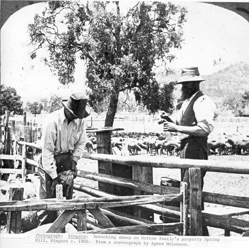 Drenching sheep on Horton family's property, Spring Hill, Bingara, c. 1900