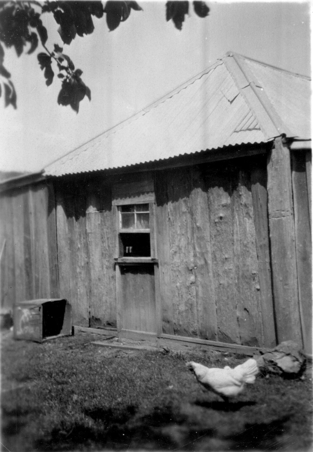 Chicken running past the back of house built of upright slabs with window and iron roof on farm near Guyra, c. 1930