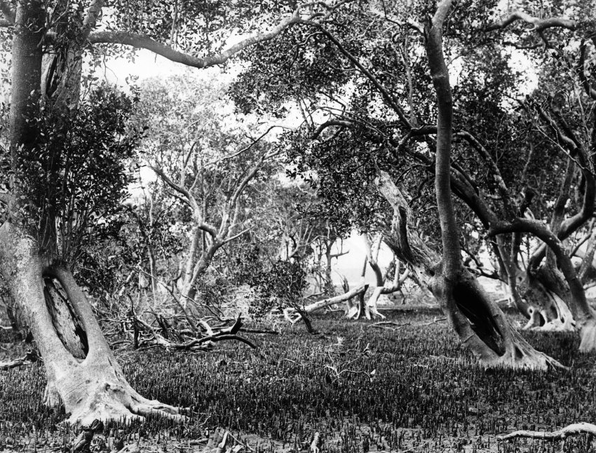 Old scar left in white mangrove tree by removal of oval section for shield or coolamon