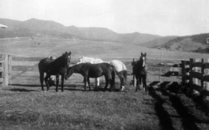 Horses in yards at Towal Creek, Comara, Landers Property